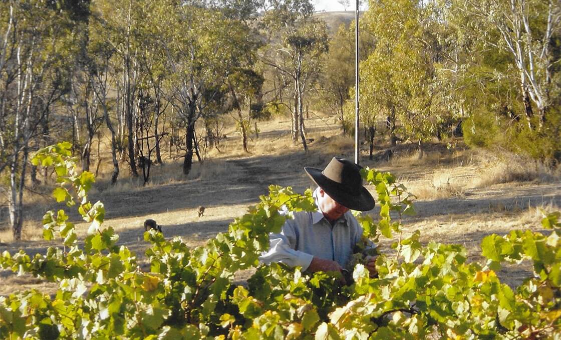 Roger tackles the vines